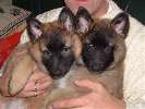 Mijn puppies...lief he!